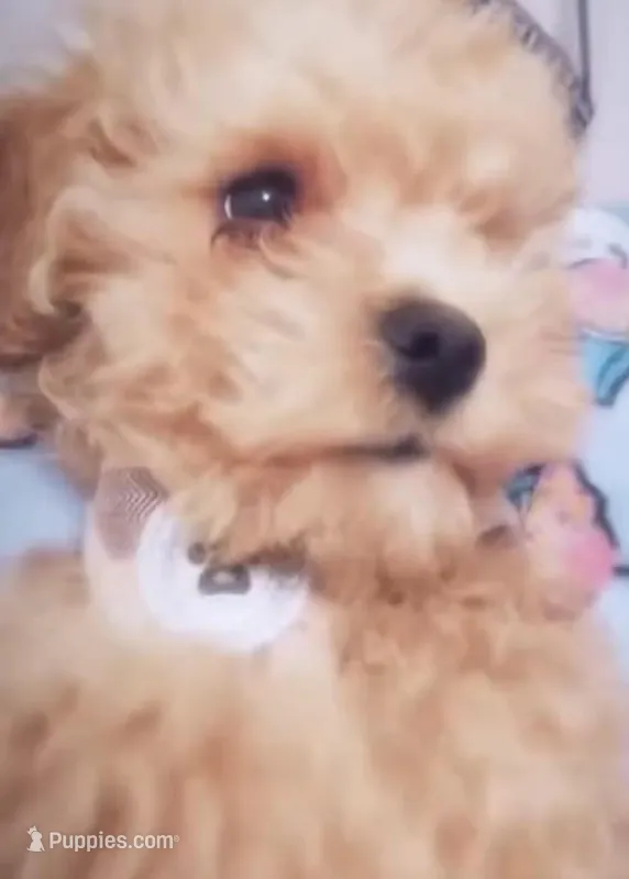 Louie – Cavapoo puppy for sale in Jacksonville, FL