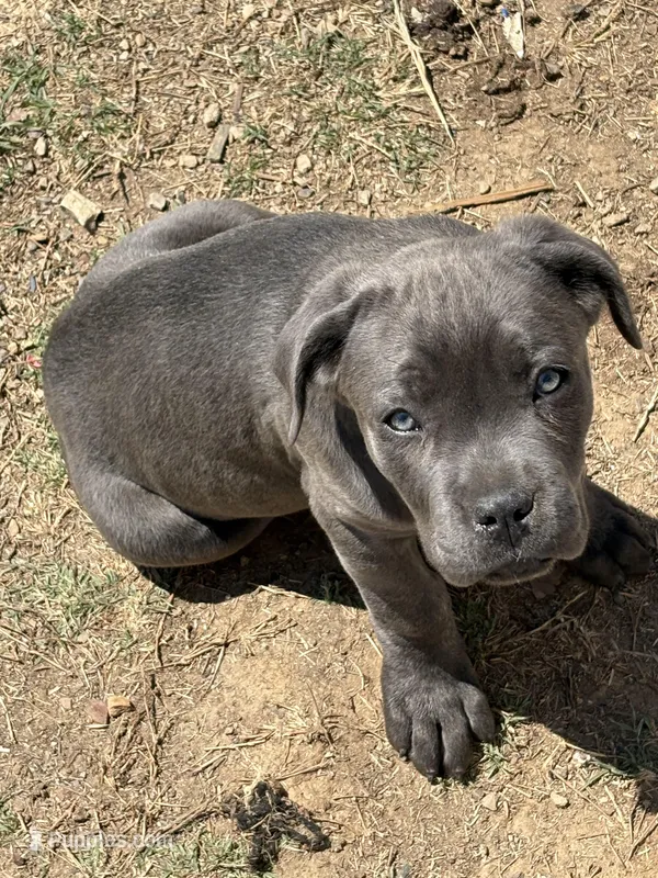 Bonnie – Cane Corso puppy for sale in Conway, AR