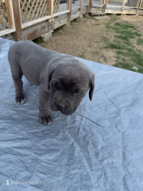 Bonnie – Cane Corso puppy for sale in Conway, AR