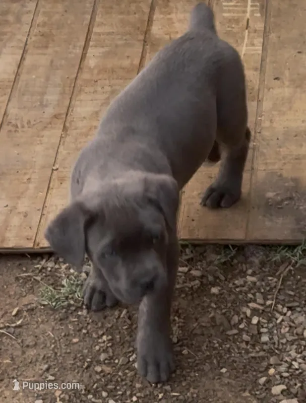 Bonnie – Cane Corso puppy for sale in Conway, AR
