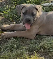 Beauty, a female Cane Corso for sale in Conway, AR – Photo 3 of 8