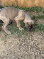 Beauty, a female Cane Corso for sale in Conway, AR – Photo 6 of 8