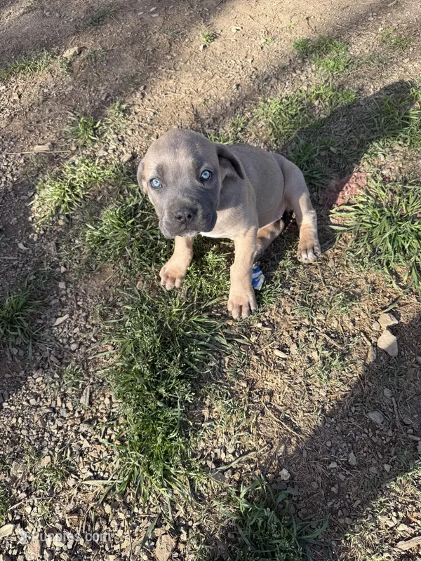 Beauty – Cane Corso puppy for sale in Conway, AR