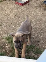 Beauty, a female Cane Corso for sale in Conway, AR – Photo 7 of 8