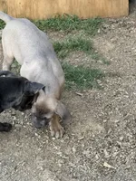 Beauty, a female Cane Corso for sale in Conway, AR – Photo 8 of 8