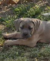 Beauty, a female Cane Corso for sale in Conway, AR – Photo 2 of 8