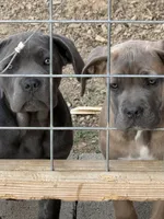 Beauty, a female Cane Corso for sale in Conway, AR – Photo 5 of 8