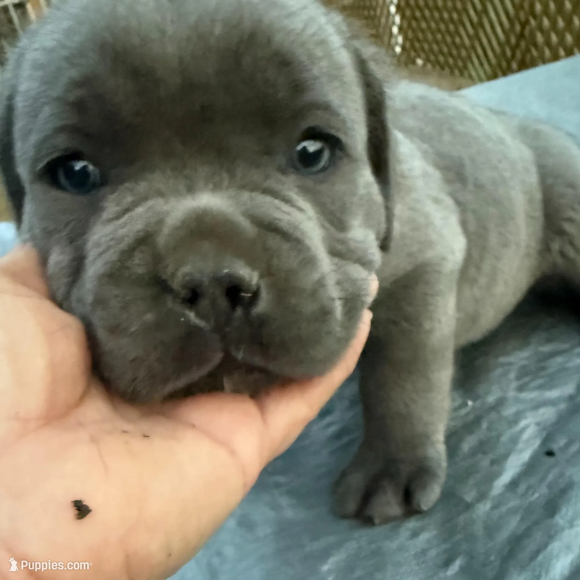 Jack – Cane Corso puppy for sale in Conway, AR