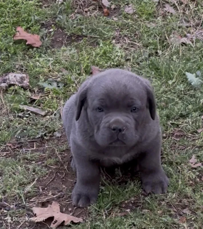 Jack – Cane Corso puppy for sale in Conway, AR