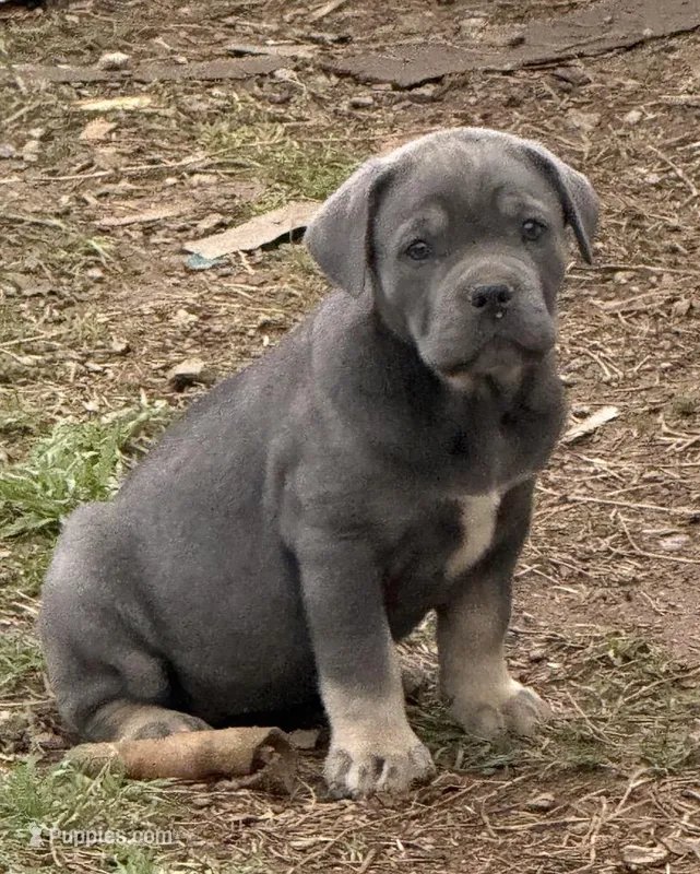 Stockings – Cane Corso puppy for sale in Conway, AR