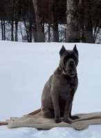 Beast, a male Cane Corso for sale in Conway, AR – Photo 2 of 2