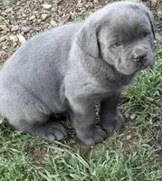 Beast, a male Cane Corso for sale in Conway, AR – Photo 1 of 2