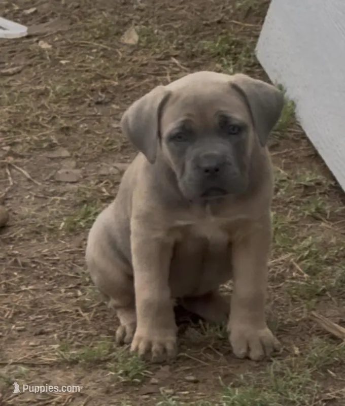 Jill – Cane Corso puppy for sale in Conway, AR