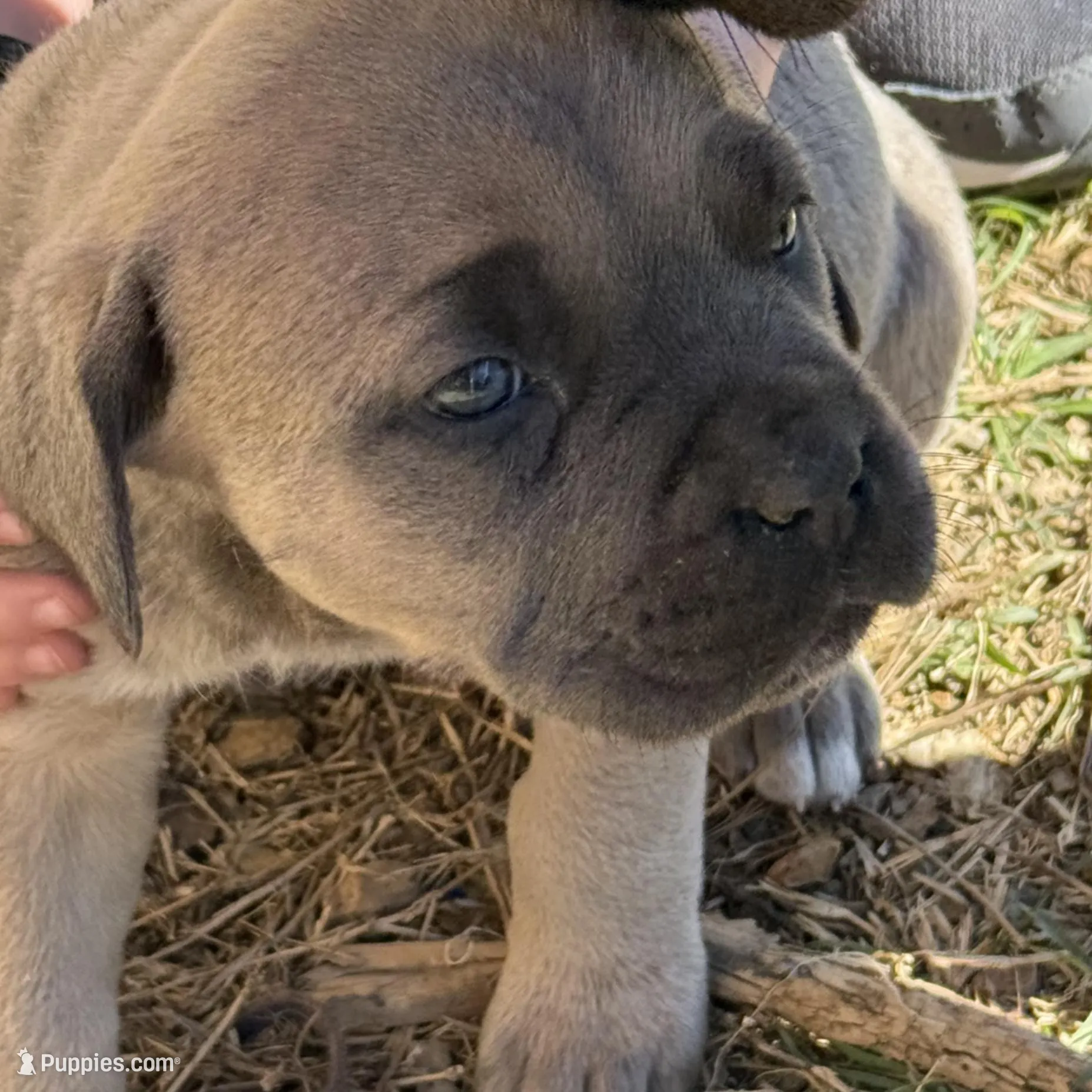 Jill – Cane Corso puppy for sale in Conway, AR