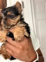 Solo , a male Yorkshire Terrier for sale in Seattle, WA – 4 of 4