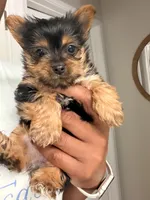 Solo , a male Yorkshire Terrier for sale in Seattle, WA – 3 of 4