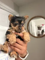 Solo , a male Yorkshire Terrier for sale in Seattle, WA – 2 of 4