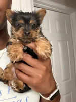 Solo , a male Yorkshire Terrier for sale in Seattle, WA – 1 of 4