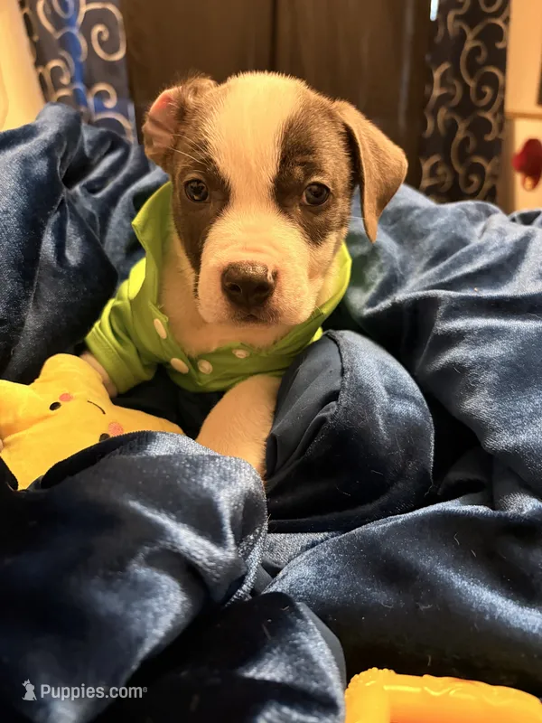 Havoc – American Staffordshire Terrier, American Pit Bull Terrier puppy for sale in Monte Vista, CO
