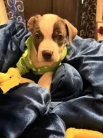 Havoc, a male American Staffordshire Terrier and American Pit Bull Terrier for sale in Monte Vista, CO – 1 of 2