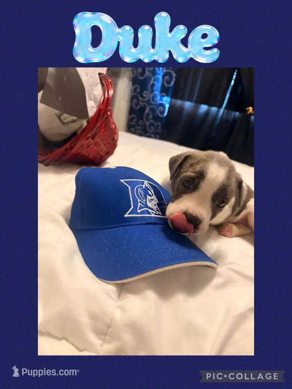 Duke – American Staffordshire Terrier, American Pit Bull Terrier puppy for sale in Monte Vista, CO