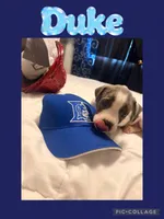Duke, a male American Staffordshire Terrier and American Pit Bull Terrier for sale in Monte Vista, CO – 1 of 2