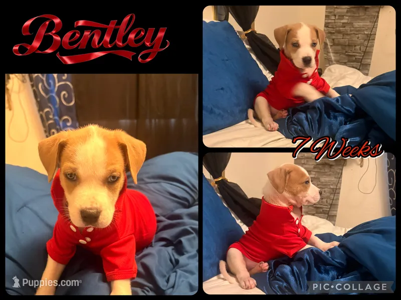 Bentley – American Staffordshire Terrier, American Pit Bull Terrier puppy for sale in Monte Vista, CO