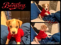 Bentley, a male American Staffordshire Terrier and American Pit Bull Terrier for sale in Monte Vista, CO – 1 of 4