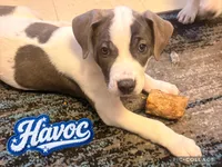 Havoc, a male American Staffordshire Terrier and American Pit Bull Terrier for sale in Monte Vista, CO – 2 of 2