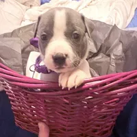 Regal , a female American Staffordshire Terrier and American Pit Bull Terrier for sale in Monte Vista, CO – 3 of 3
