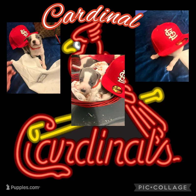 Cardinal – American Staffordshire Terrier, American Pit Bull Terrier puppy for sale in Monte Vista, CO