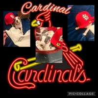 Cardinal, a male American Staffordshire Terrier and American Pit Bull Terrier for sale in Monte Vista, CO – 1 of 2