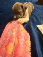 Baby Davinity, a female American Staffordshire Terrier and American Pit Bull Terrier for sale in Monte Vista, CO – 3 of 3