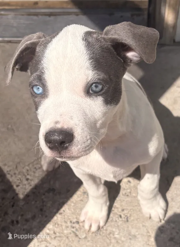 Baby Gucci – American Staffordshire Terrier, American Pit Bull Terrier puppy for sale in Monte Vista, CO