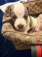 King Supreme, a male American Staffordshire Terrier and American Pit Bull Terrier for sale in Monte Vista, CO – 3 of 3