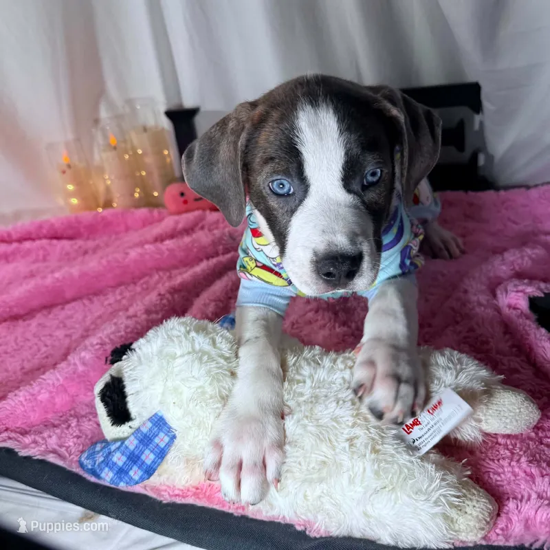 DerriAnna – American Staffordshire Terrier, American Pit Bull Terrier puppy for sale in Monte Vista, CO