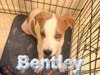 Bentley, a male American Staffordshire Terrier and American Pit Bull Terrier for sale in Monte Vista, CO – 7 of 10