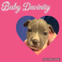Baby Davinity, a female American Staffordshire Terrier and American Pit Bull Terrier for sale in Monte Vista, CO – 2 of 3