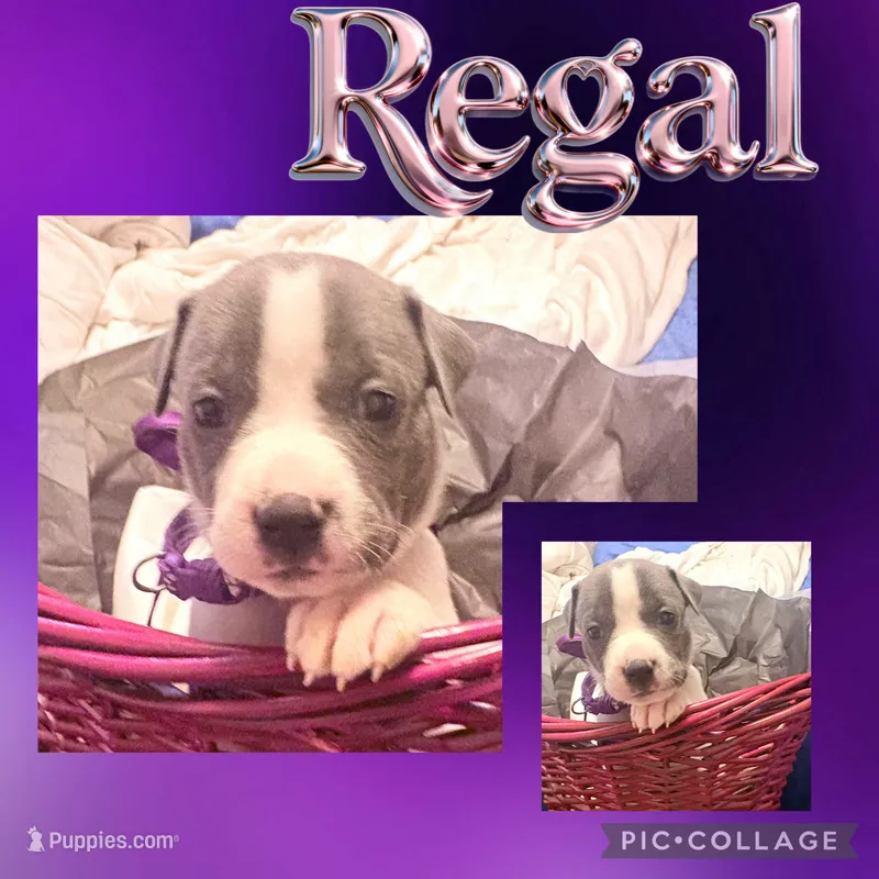 Regal  – American Staffordshire Terrier, American Pit Bull Terrier puppy for sale in Monte Vista, CO