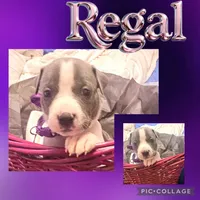 Regal , a female American Staffordshire Terrier and American Pit Bull Terrier for sale in Monte Vista, CO – 1 of 3