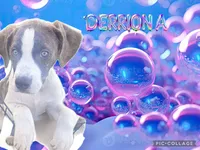 DerriAnna, a female American Staffordshire Terrier and American Pit Bull Terrier for sale in Monte Vista, CO – 2 of 10