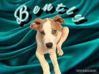 Bentley, a male American Staffordshire Terrier and American Pit Bull Terrier for sale in Monte Vista, CO – 1 of 10