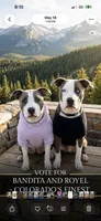 DerriAnna, a female American Staffordshire Terrier and American Pit Bull Terrier for sale in Monte Vista, CO – 9 of 10
