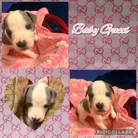 Baby Gucci, a female American Staffordshire Terrier and American Pit Bull Terrier for sale in Monte Vista, CO – 1 of 1