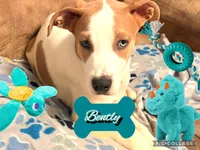 Bentley, a male American Staffordshire Terrier and American Pit Bull Terrier for sale in Monte Vista, CO – 2 of 10