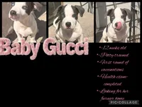 Baby Gucci, a female American Staffordshire Terrier and American Pit Bull Terrier for sale in Monte Vista, CO – 4 of 9