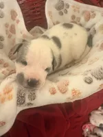 Domino, a male American Staffordshire Terrier and American Pit Bull Terrier for sale in Monte Vista, CO – 1 of 3