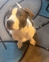 DerriAnna, a female American Pit Bull Terrier for sale in Monte Vista, CO – 2 of 3
