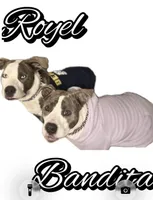 Baby Gucci, a female American Staffordshire Terrier and American Pit Bull Terrier for sale in Monte Vista, CO – 9 of 9