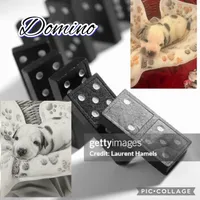 Domino, a male American Staffordshire Terrier and American Pit Bull Terrier for sale in Monte Vista, CO – 3 of 3